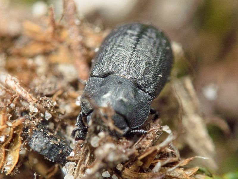 Melanimon tibiale (Fabricius, 1781)